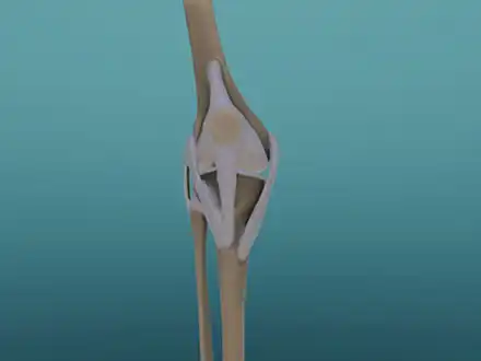 Sajgó ízületek