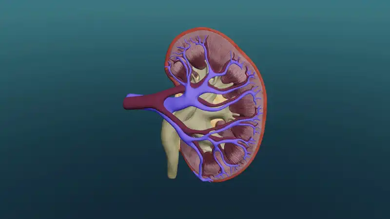 A vese felépítése és működése
