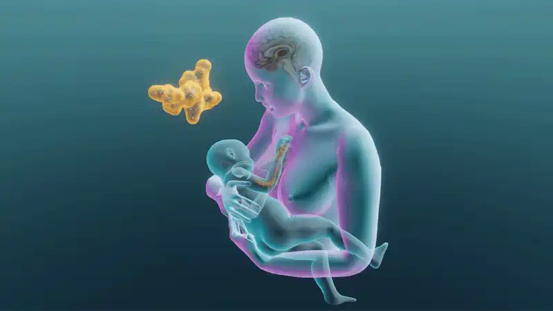 A szoptatás hormonális háttere