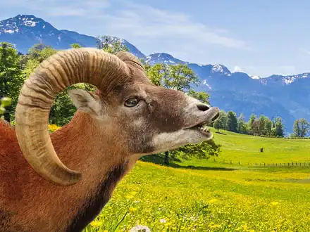 Mufflon