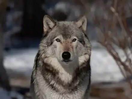 Grauwolf