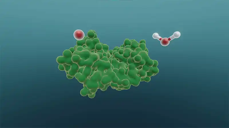 Enzyme functions