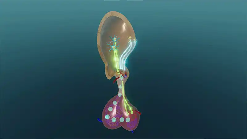 The pituitary gland