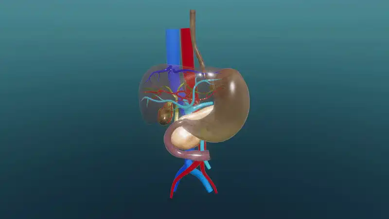 Liver and bile