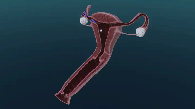 Fertilization