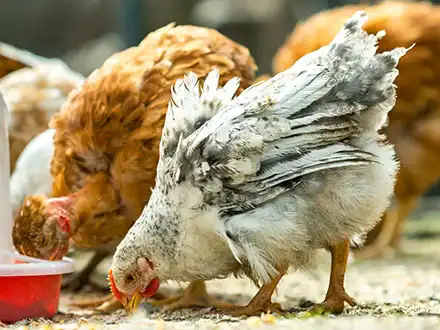 Domestic Chickens