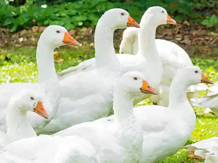 Domestic Geese