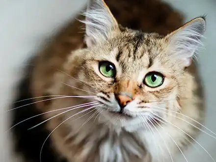 Domestic Cats