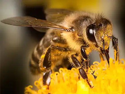 Domestic Bees