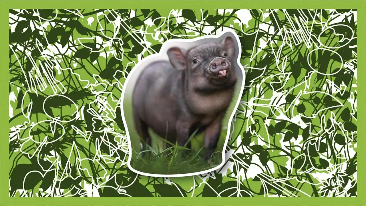 Variations on pigs