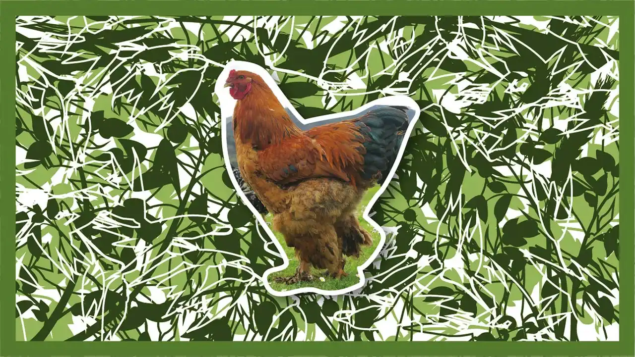 Weird and unusual chicken breeds