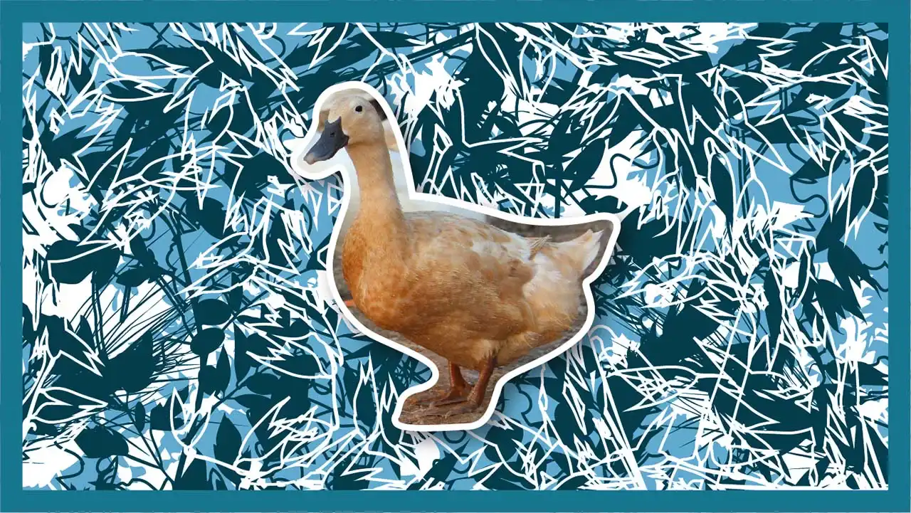 The colourful duck realm