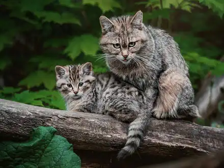 Wild Cats