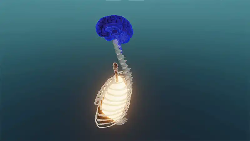 Regulacja nerwowa oddychania