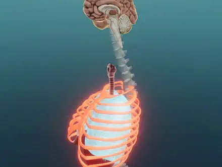 Vegetative Funktion