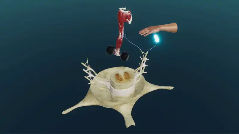 Die Schutzreflexe